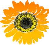 sunflower, flower, yellow-147075.jpg