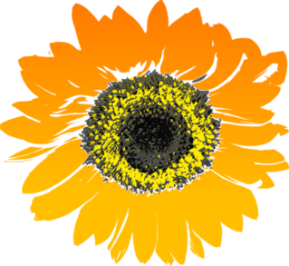 sunflower, flower, yellow-147075.jpg