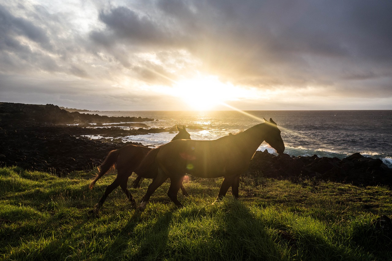 horse, sunset, beach-4388203.jpg